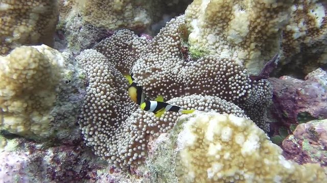 Clarks Anemonenfische verstecken sich in einer Seeanemonen