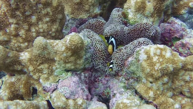 Clarks Anemonenfische verstecken sich in einer Seeanemonen