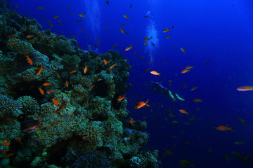 Plakat small coral fish underwater