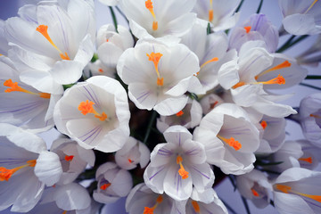 spring bouquet of flowers, white crocus snowdrops