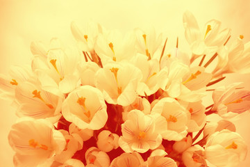 Fototapeta na wymiar background of white petals delicate flowers texture