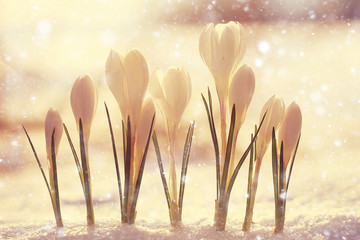 spring flowers, white crocus snowdrops sun rays
