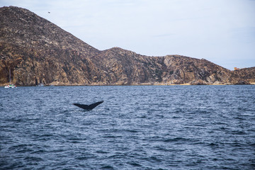 Fototapeta premium Marine Life on a Whale Watching Tour in Mexico