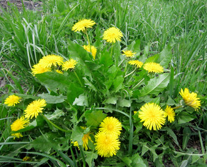 Dandelions in the green grass.