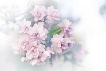 Spring sakura blossoms.