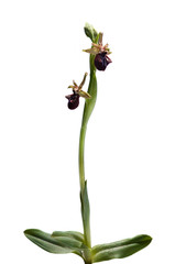 Early Spider Orchid plant isolated - Ophrys incubacea