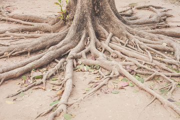 Root of old tree photograph