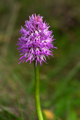 Naked Man orchid flowers stem - Orchis italica