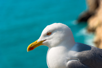 Seagull on the Cliff / Detail of a seagull on the edge of cliff above the Mediterranean sea. Liguria, Italy