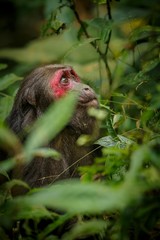 Stump-tailed macaque with a red face in green jungle/Stump-tailed macaque with a red face in green jungle