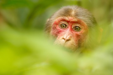 Stump-tailed macaque with a red face in green jungle/Stump-tailed macaque with a red face in green jungle
