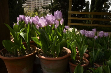 Saksıda açık mor laleler 