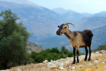 Kefalonian goat, Greece
