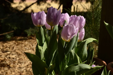 Obraz premium Lilac colour tulip