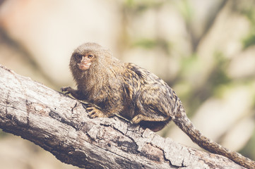 Petit ouistiti pygmée