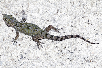 animal 3169 / Lagarto trepador nocturno.