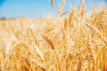 Gold wheat field and blue sky