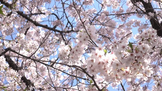 4K・桜の木々と青空・左パン_4-164