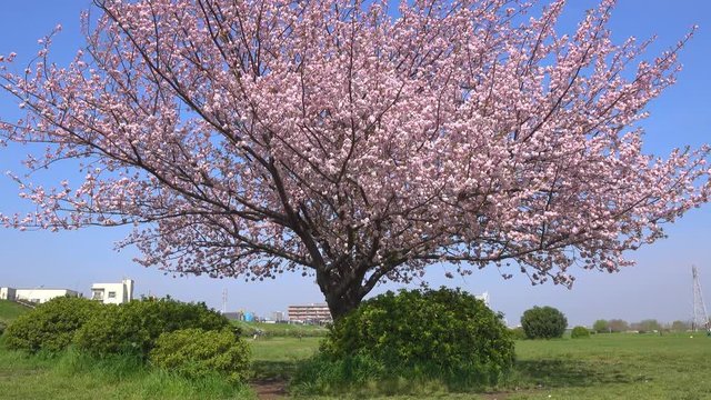 4K・青空と桜の木・上パン_4-168
