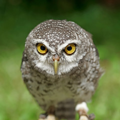 spotted owlet or athene brama bird
