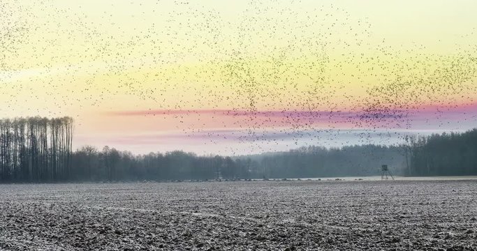 Flock of birds passing over rustic field at sunset in an undulating flight path