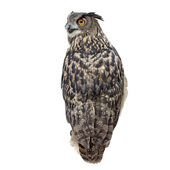 beautiful great owl isolated on white