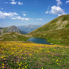Fototapeta na wymiar Neal lake with flowers in the foreground, Queyras, the Alps, France
