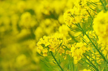 菜の花