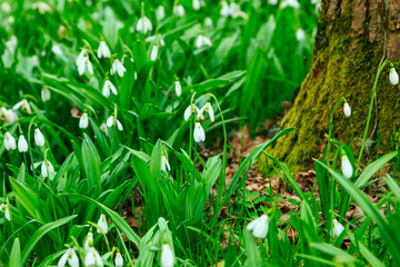 Snowdrop, Galanthus nivalis