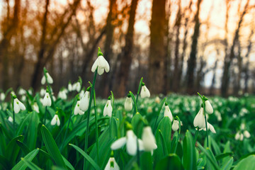 Obraz premium Snowdrop, Galanthus nivalis