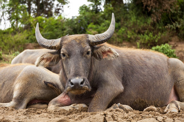 Bufalo acquatico asiatico ( bubalus bubalis) a riposo