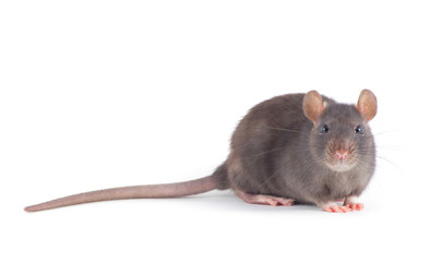  rat
