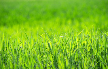 Green grass texture from a field