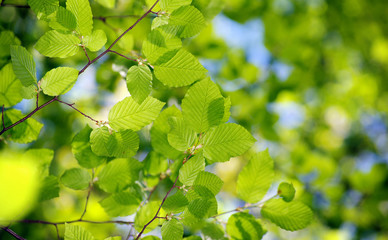 green leaves