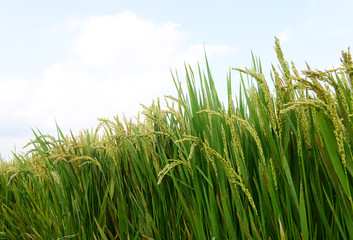 Growing rice