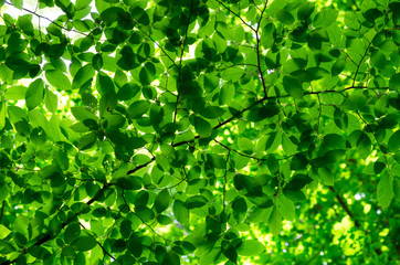 green leaves over green background