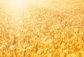 Fototapeta premium fields of wheat