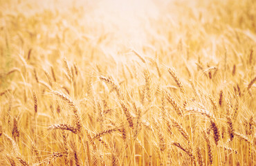  wheat