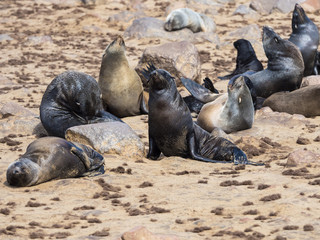 Kolonie Südafrikanische Seebären (Arctocephalus pusillus), Ohrenrobben (Otariidae) am Strand, Cape Cross, Kreuzkap, Namibia, Afrika