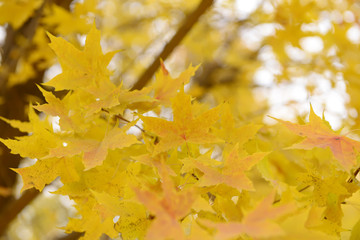 Rich and colorful autumn leaves in a beautiful park