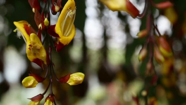 Flowers Thunbergia mysorensis or dolls' shoes