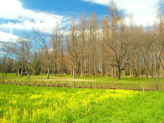 菜の花と林風景