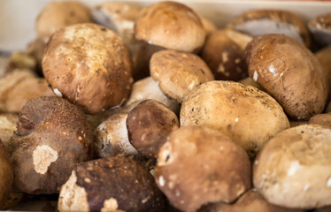 Close up bunch of Porcini mushrooms at the market in Italy