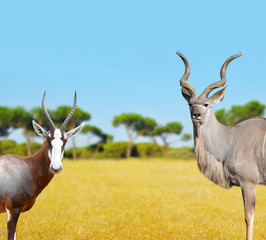Blesbok antelopes and Greater Kudu in savannah.
