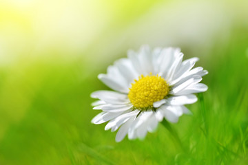 Obraz na płótnie Canvas Daisy flower in grass. Soft focus. Natural background.