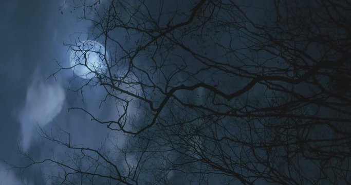Spooky tree branches passing overhead under a moon lit sky