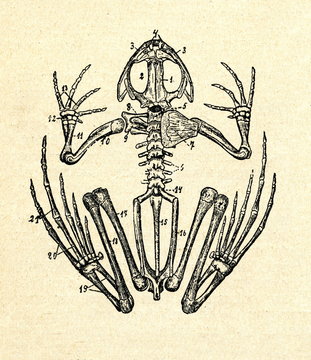 Skeleton of frog 