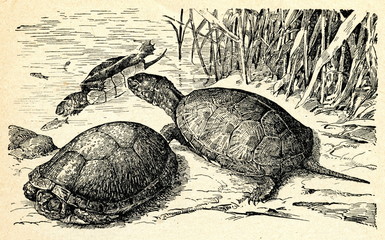 Obraz premium European pond turtle (Emys orbicularis)