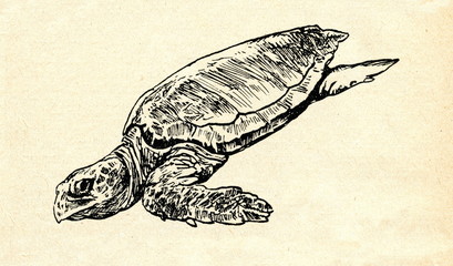 Obraz premium Loggerhead sea turtle (Caretta caretta)