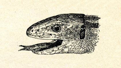 Naklejka premium Head of sand lizard (Lacerta agilis)